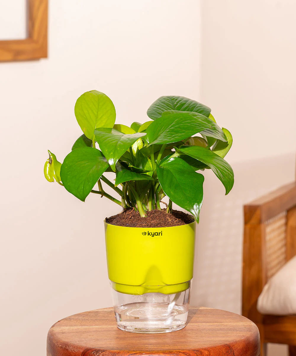 Product image 115