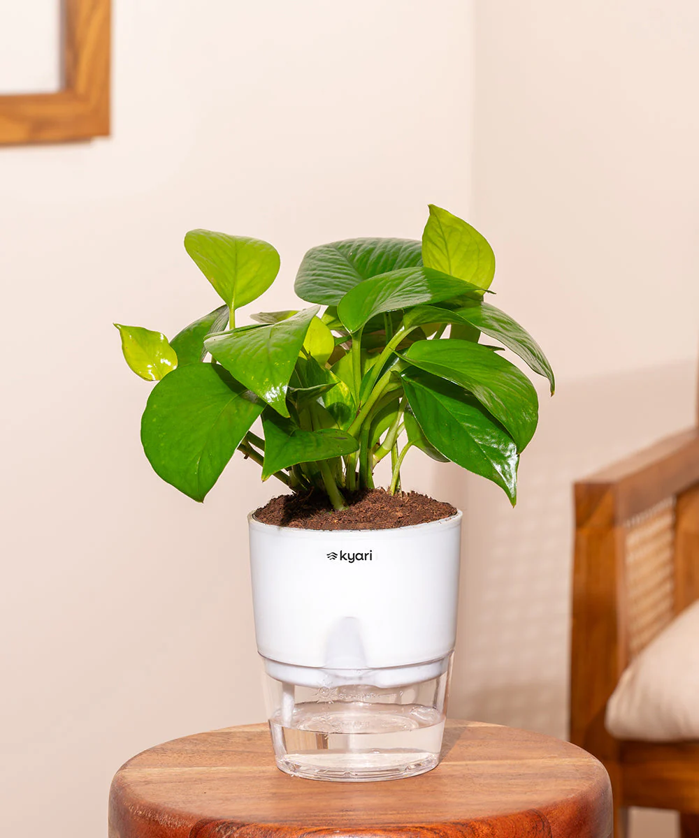 Product image 204