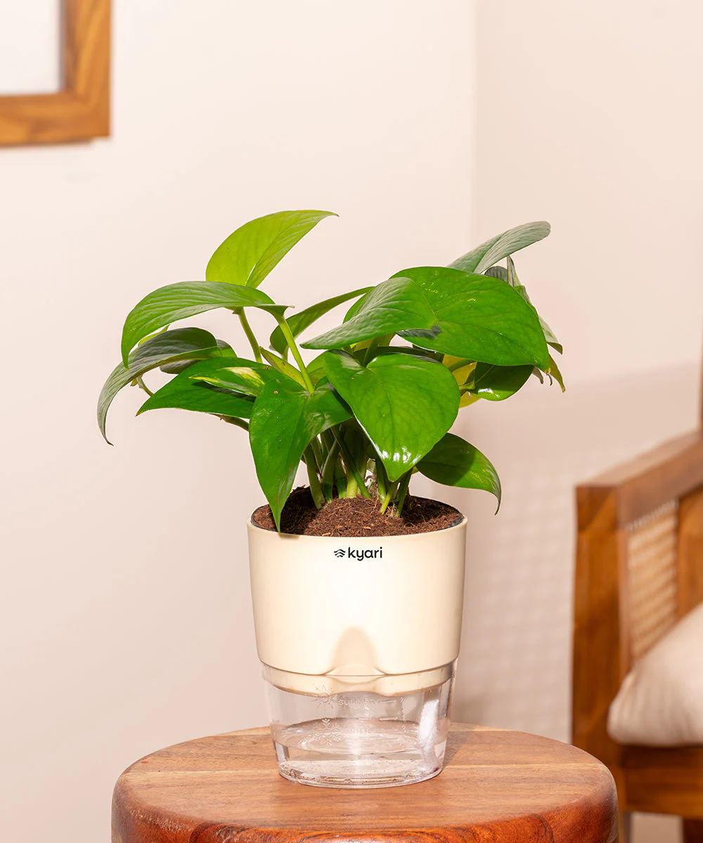 Product image 99