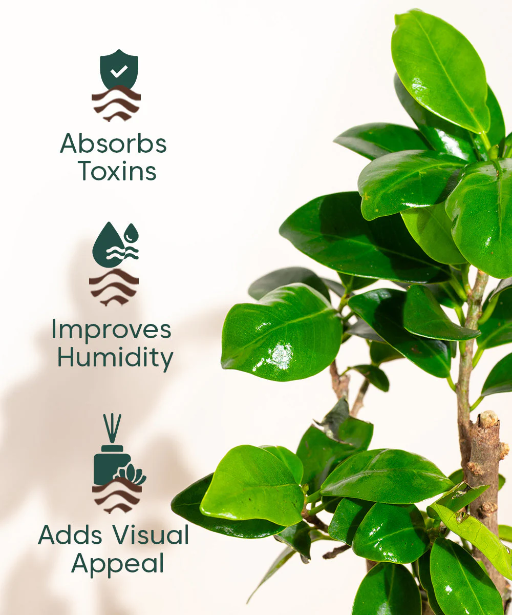 Product image 101
