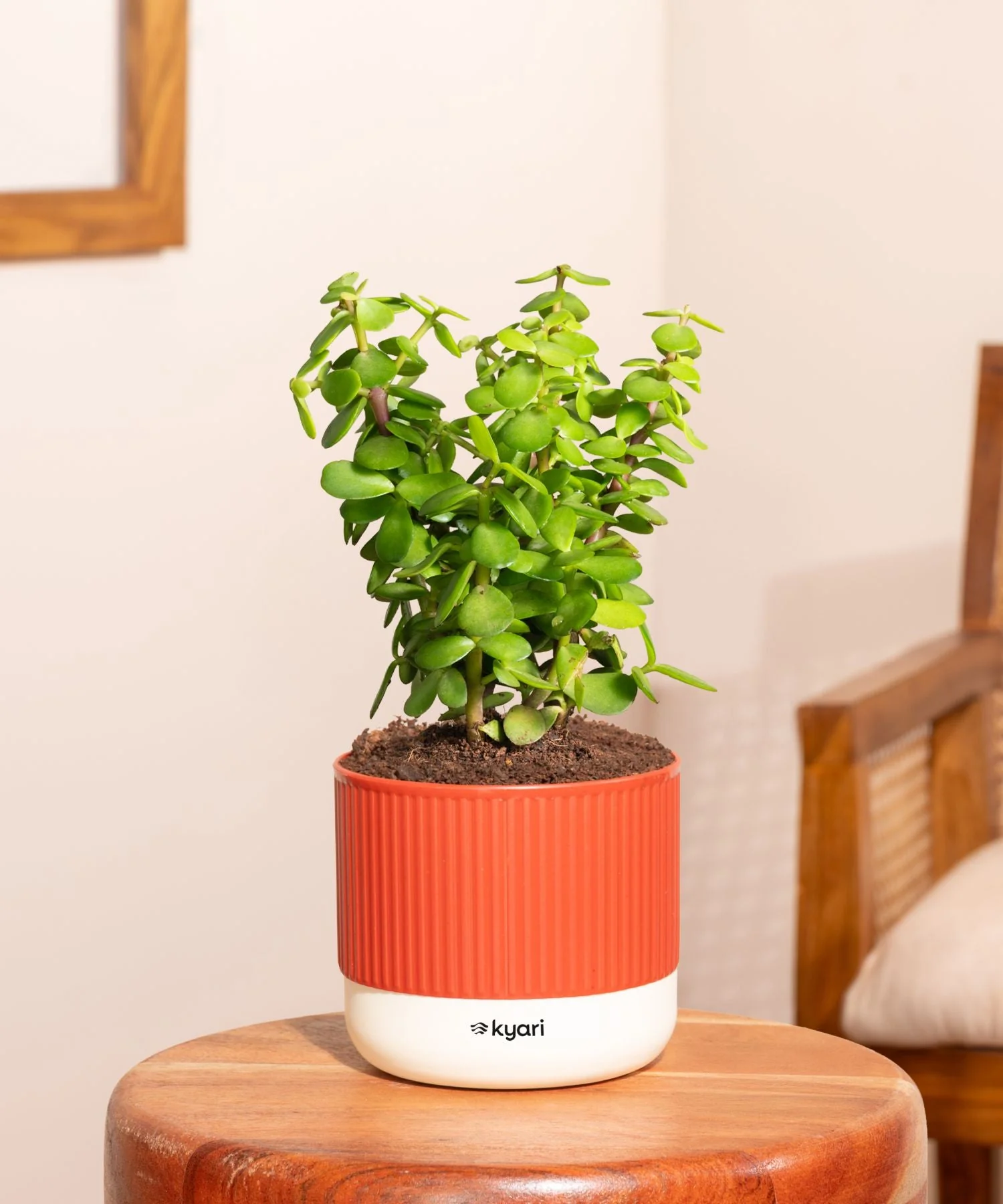Product image 229